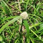 Cyperus melanospermus Folha