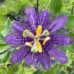 Passiflora incarnata 花