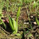 Ophioglossum azoricum Buveinė