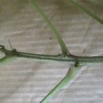 Conceveiba guianensis Други