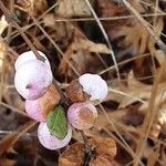 Symphoricarpos orbiculatus Frukto