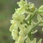 Orchis provincialis Bloem