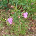 Agalinis tenuifolia Cvet