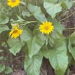 Wyethia sagittata Φύλλο