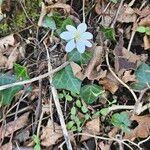 Anemonoides trifolia 花