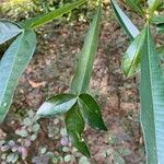 Crescentia alata Hoja