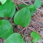 Smilax rotundifolia 叶