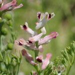 Fumaria parviflora Lorea