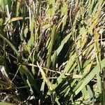 Lomandra longifolia Hábito