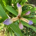 Iris foetidissimaFlors