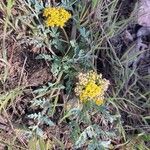 Cymopterus longipes Yeri