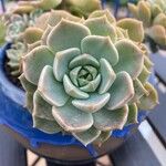 Echeveria derenbergiiপাতা