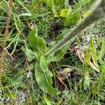 Hypochaeris uniflora Leaf