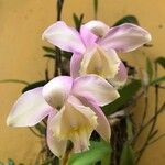 Cattleya loddigesiiFlower