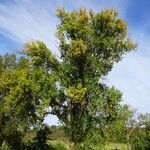 Populus nigra Habitus