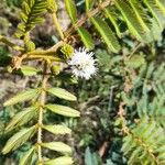 Mimosa bimucronata Flor