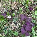 Oxalis purpurea Цвят