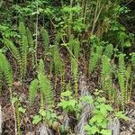 Equisetum pratense Лист