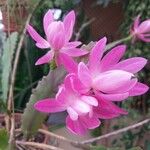 Disocactus phyllanthoides Blüte