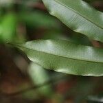 Ruizterania albiflora Leaf