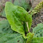 Plantago major Leaf