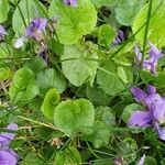 Viola reichenbachianaFlor