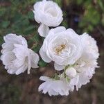 Rosa moschata 花