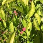 Euonymus maackii Fruit