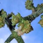 Notopleura capacifolia Otro