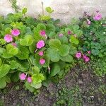 Oxalis purpurea Blad