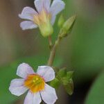 Oxalis barrelieri Кветка