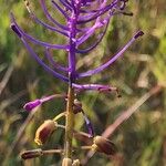 Muscari matritense Žiedas