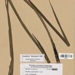 Pandanus pluriaculeatus Otro