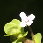 Bacopa salzmannii Fleur
