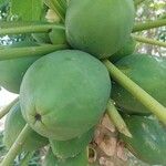 Carica papaya Плод