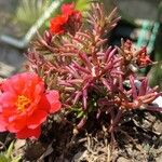 Portulaca pilosa Fuelha