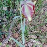 Fritillaria lusitanica Květ