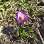 Crocus flavus Blüte