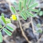 Hippocrepis biflora Leaf