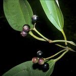 Miconia acuminata Fruit