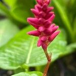 Bistorta amplexicaulis Floare