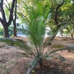 Cycas rumphii Hoja