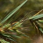 Themeda quadrivalvis Lehti