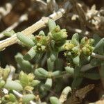 Nucularia perrinii Otro