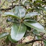 Sideroxylon borbonicum Yaprak