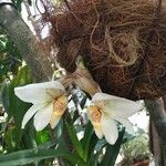 Stanhopea ecornuta Flor