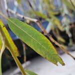 Salix × pendulina Leaf