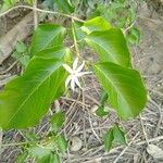 Jasminum malabaricum Кветка