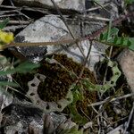 Hippocrepis ciliata Fruit