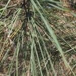 Pinus coulteri Hoja